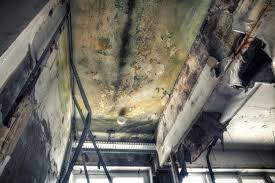 Best Real Estate Mold Inspection  in Minier, IL